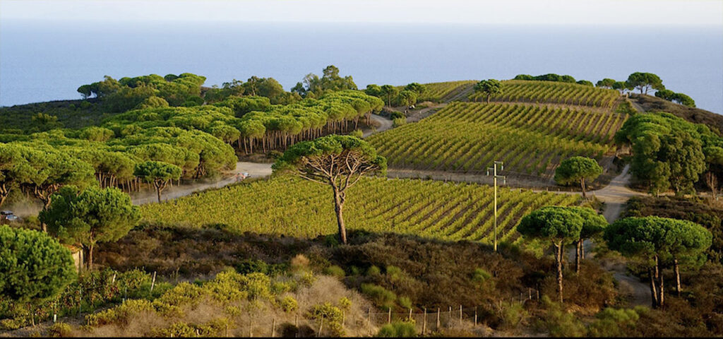 Tenuta delle Ripalte Wine Resort